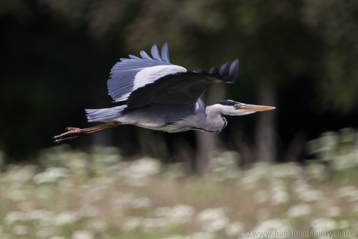Grey Heron