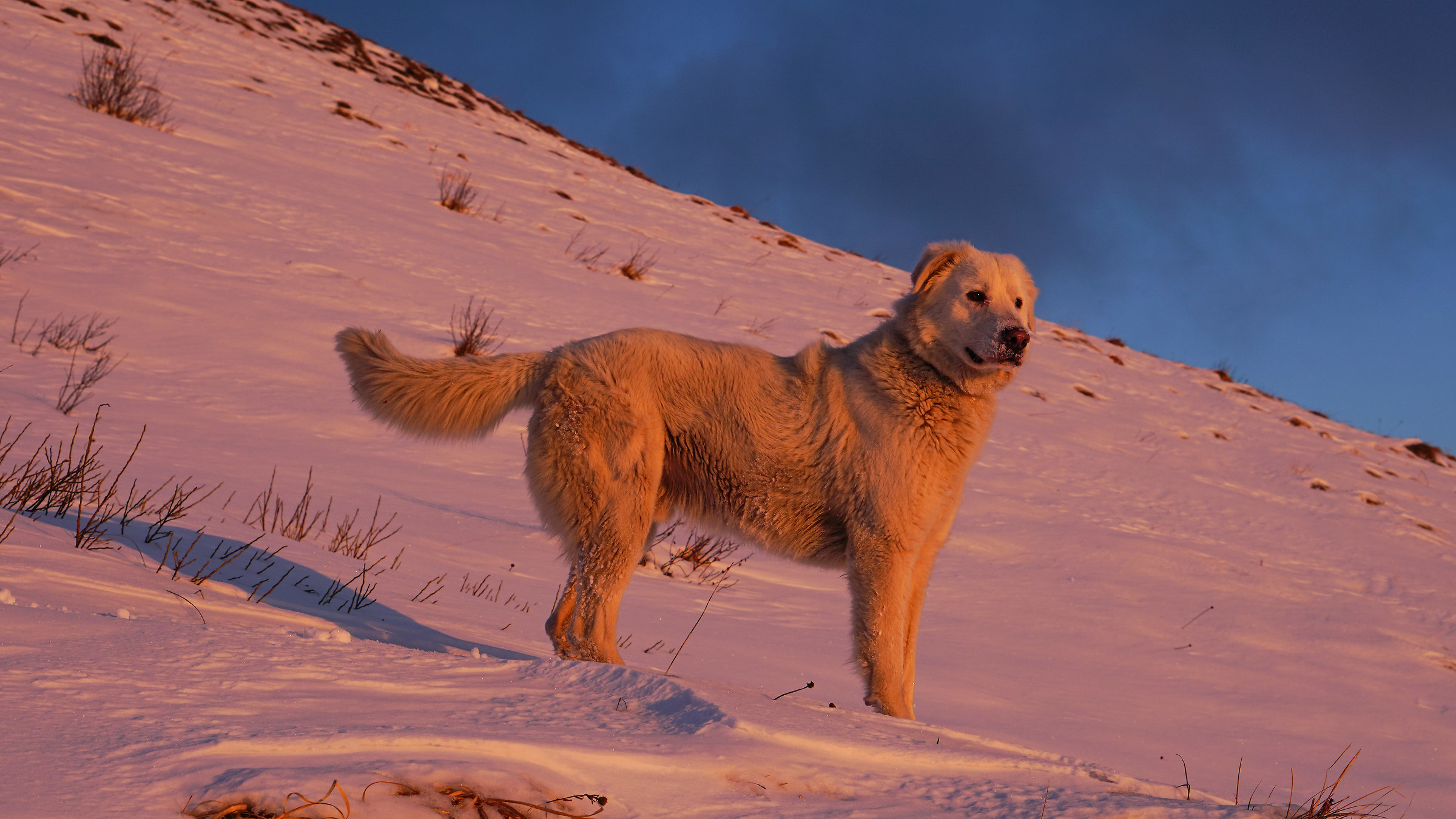 Nebbia....... sulla Neve