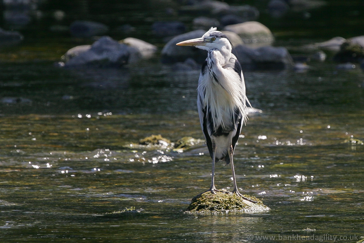 Grey Heron