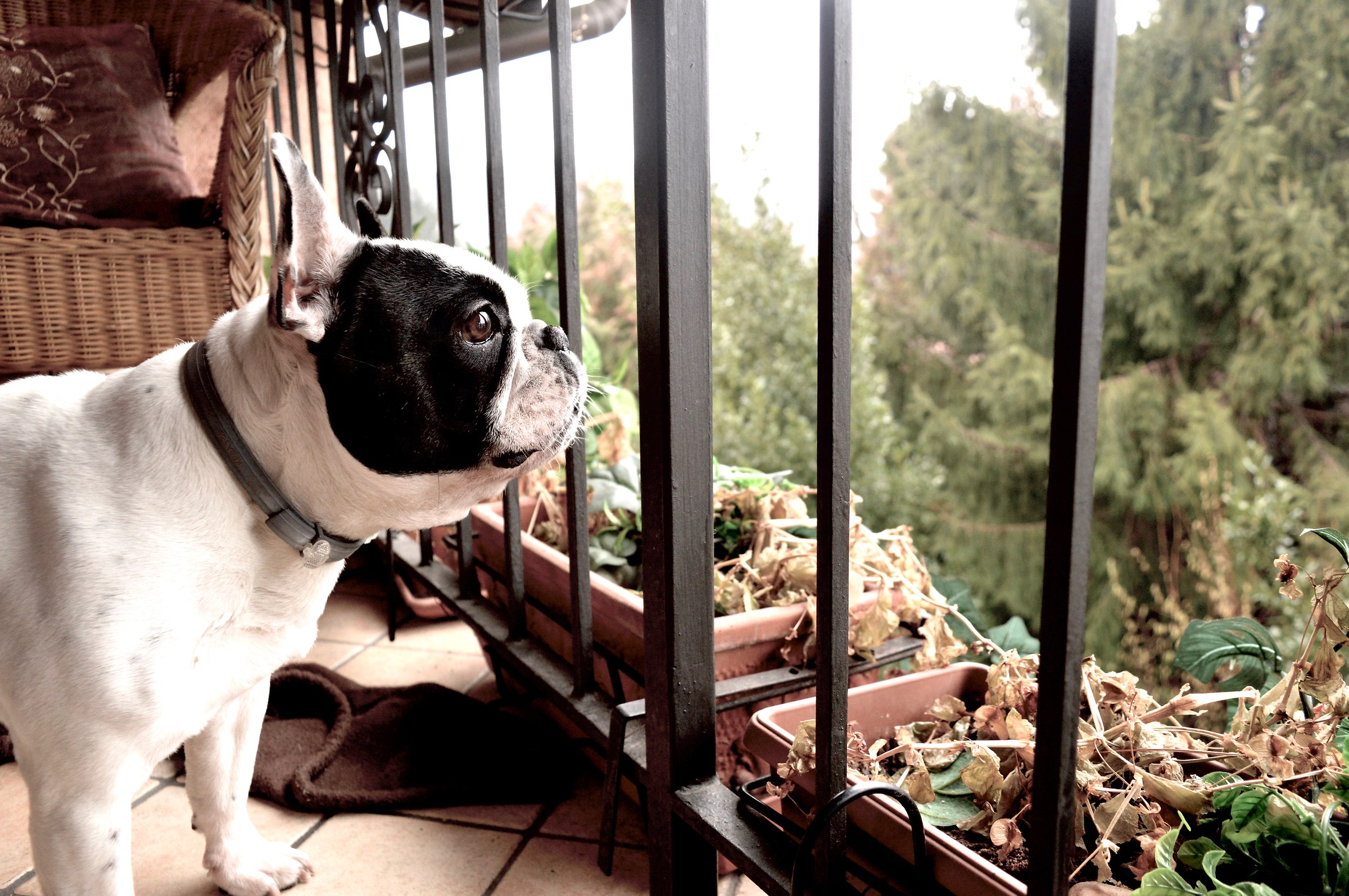 Waiting for the rain