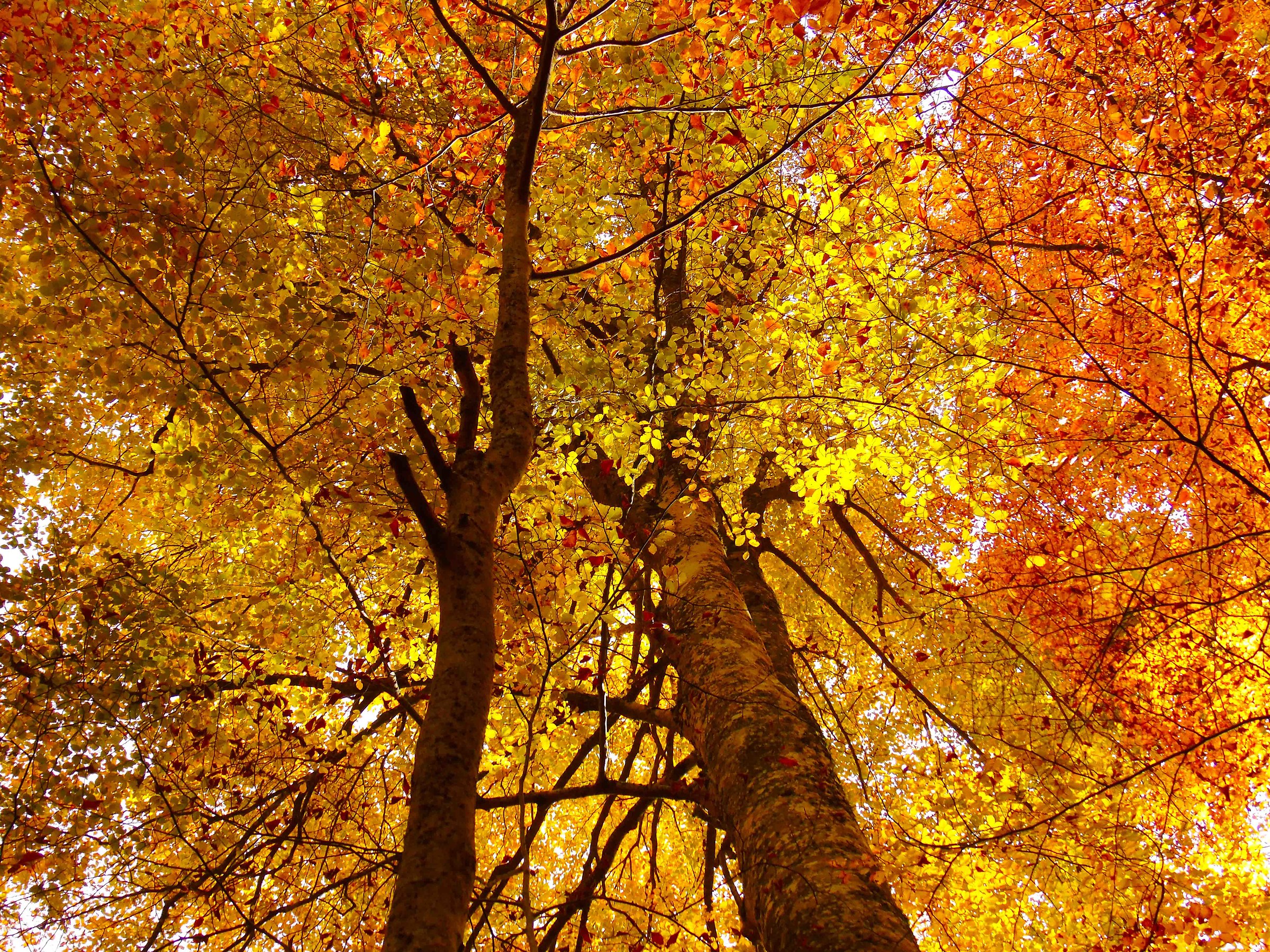 Faggetto del Monte Amiata