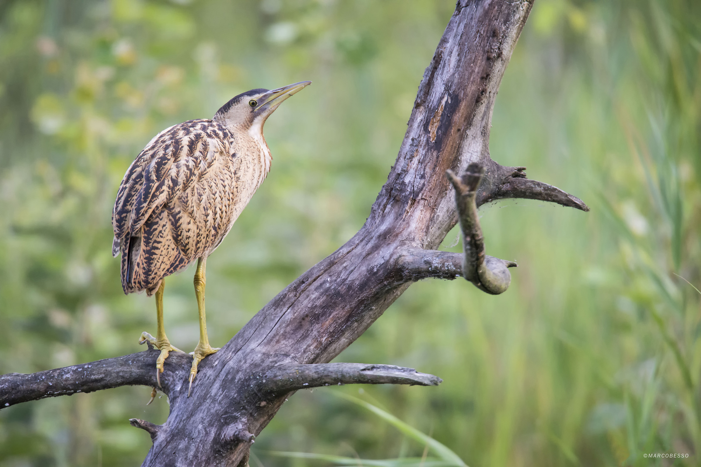 Bittern