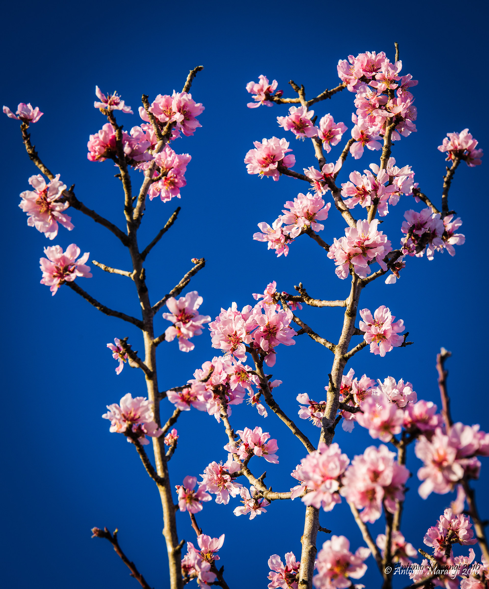 flowers pink peach blossoms