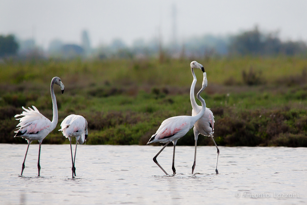 Flamingos