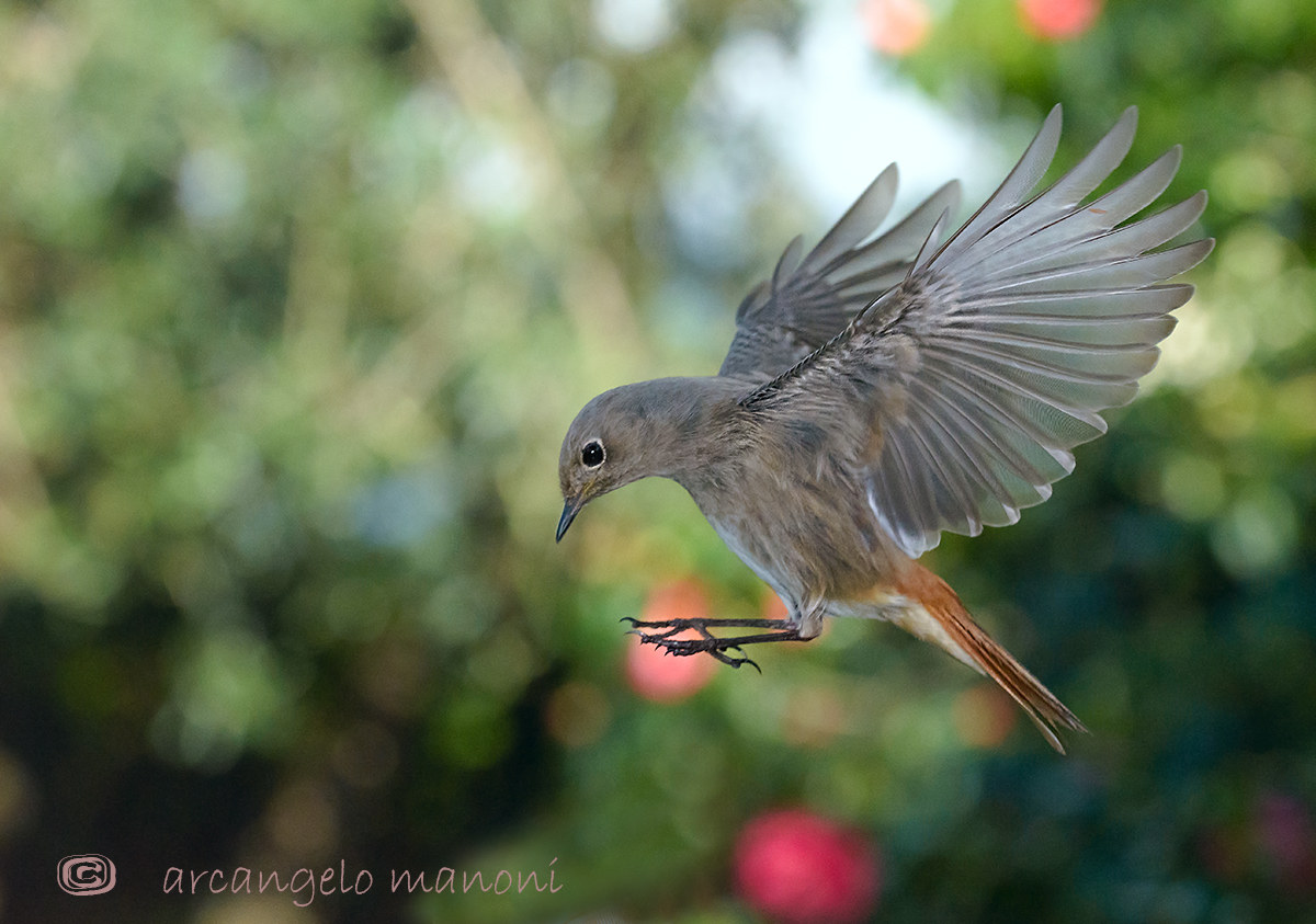 The wings of Freedom