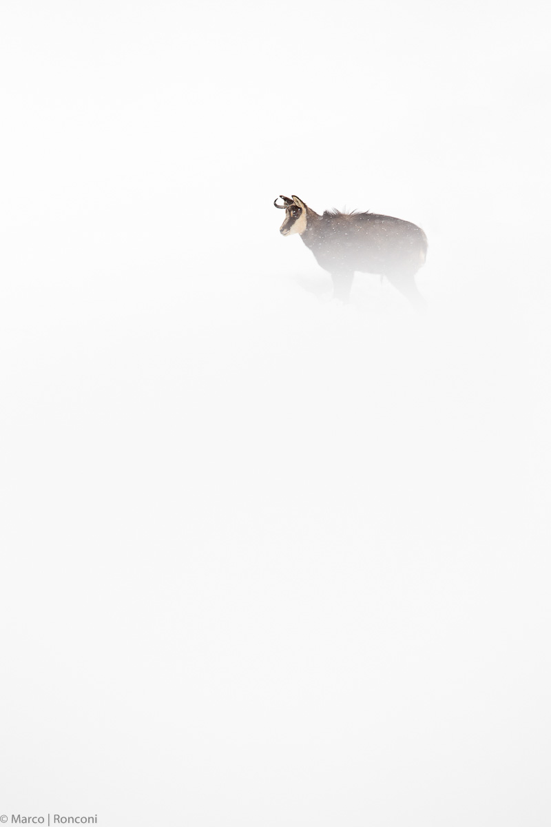 Visions of the white world