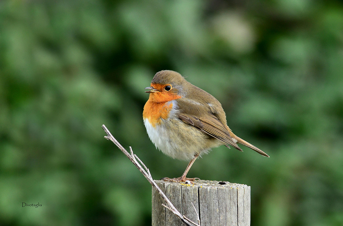 A nice ball of feathers