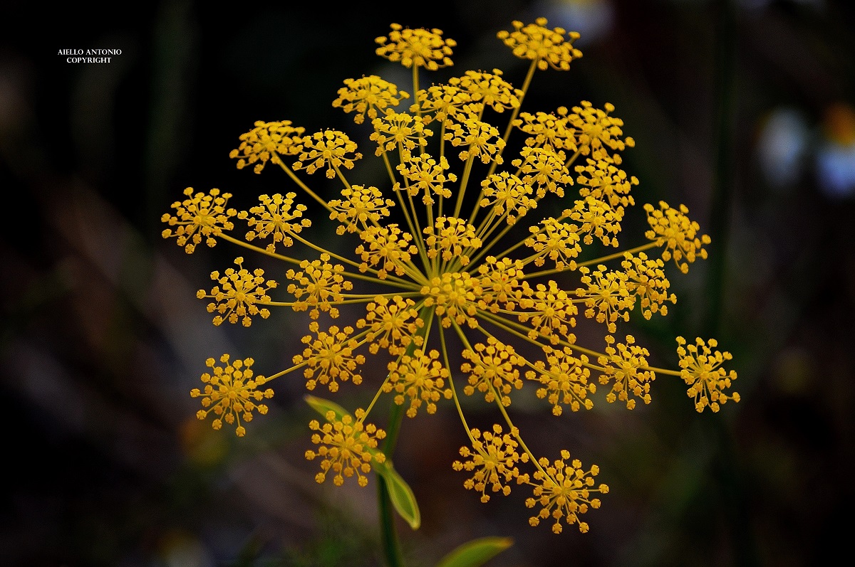foeniculum vulgare