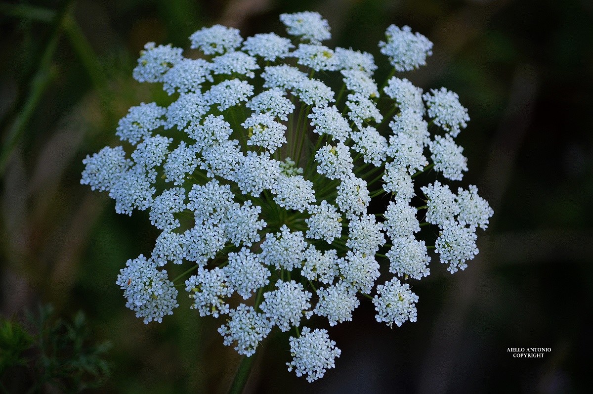 daucus carrot