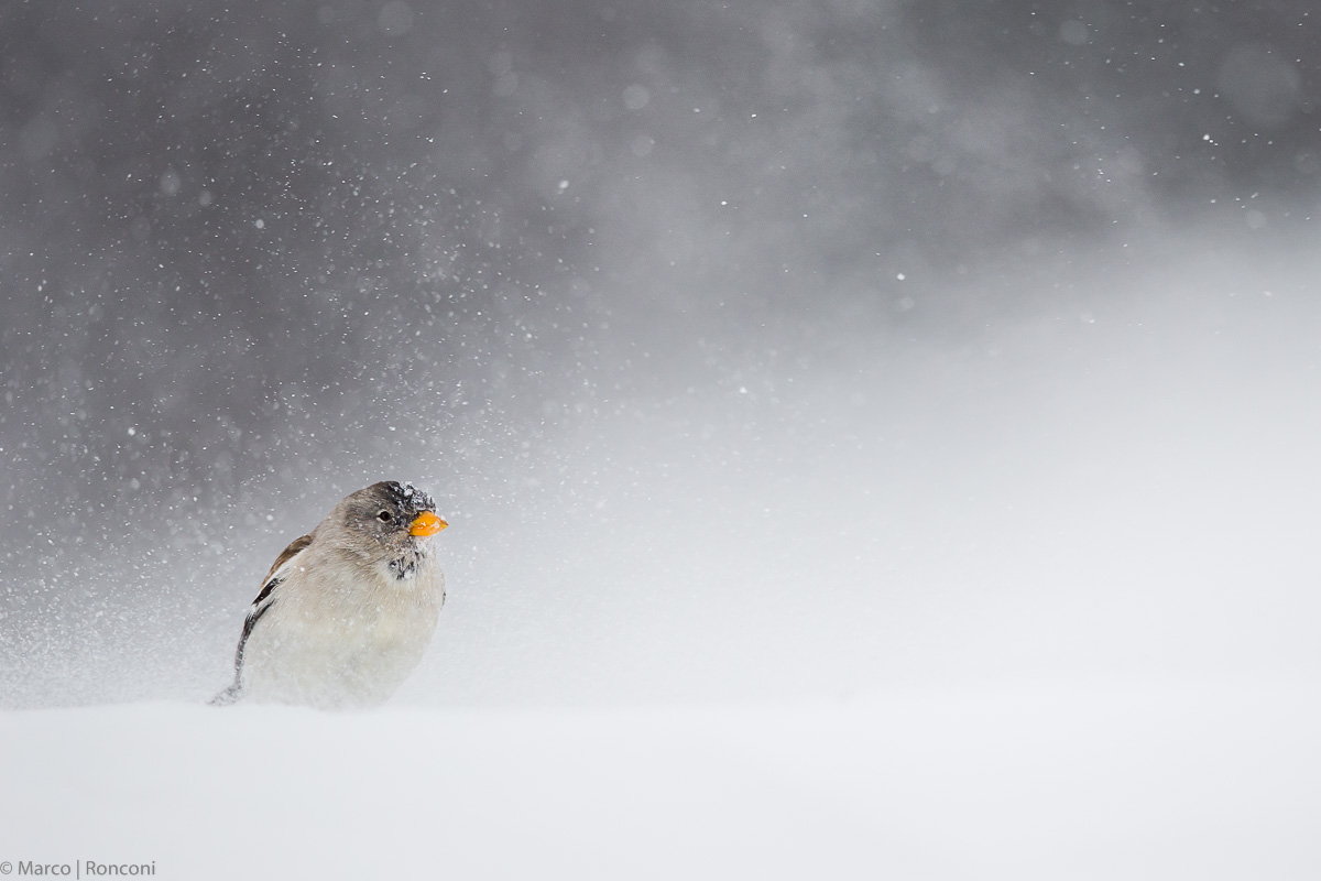 Fringuello nella tormenta