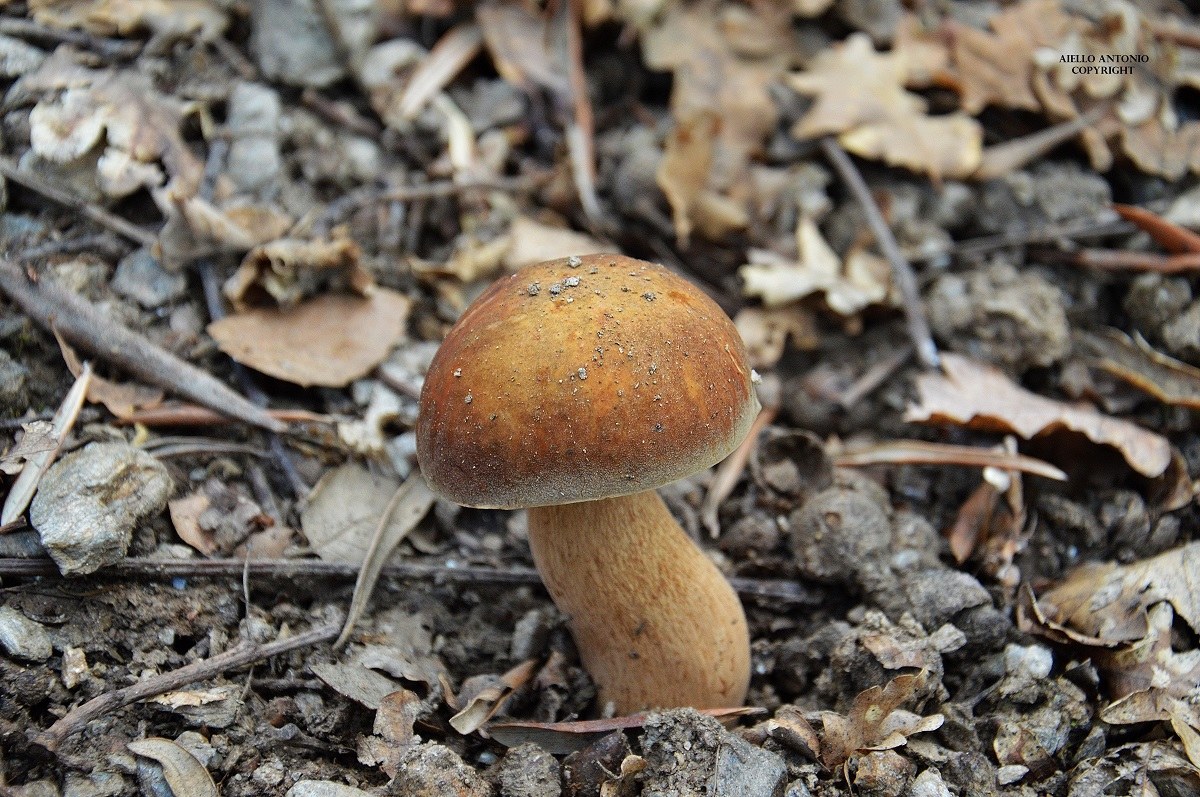 boletus aestivalis