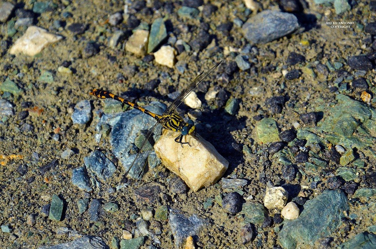 onychogomphus forcipatus