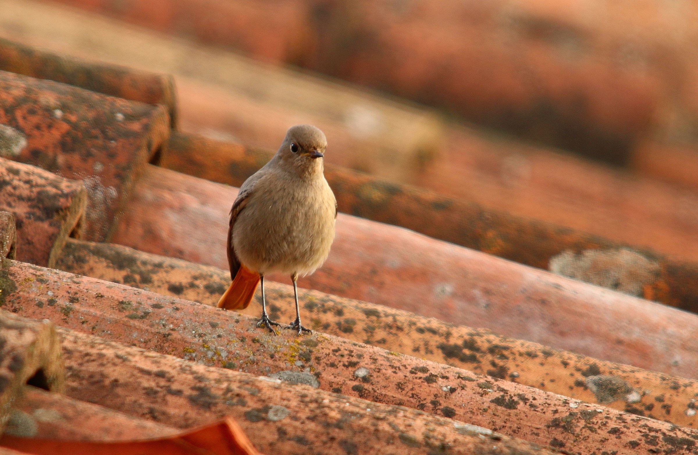 Redstart female