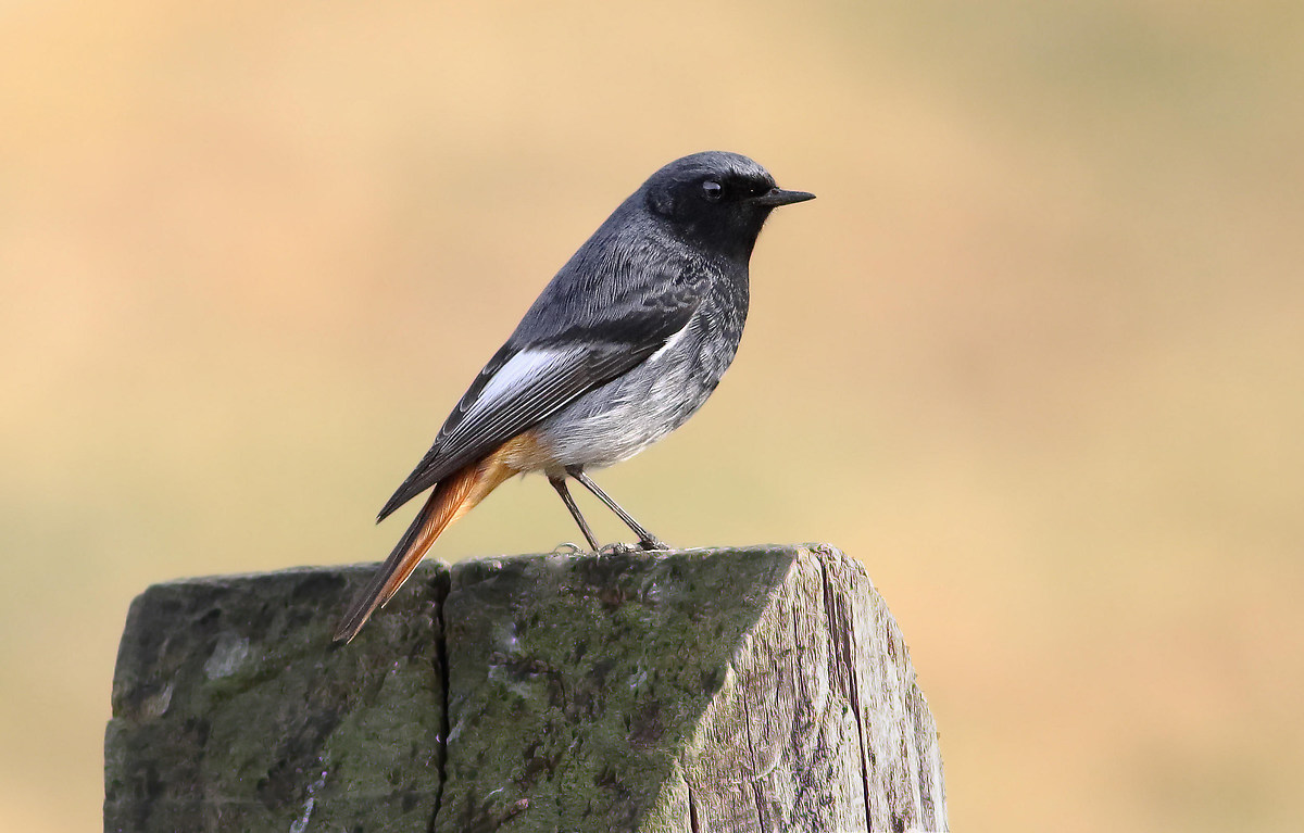 redstart