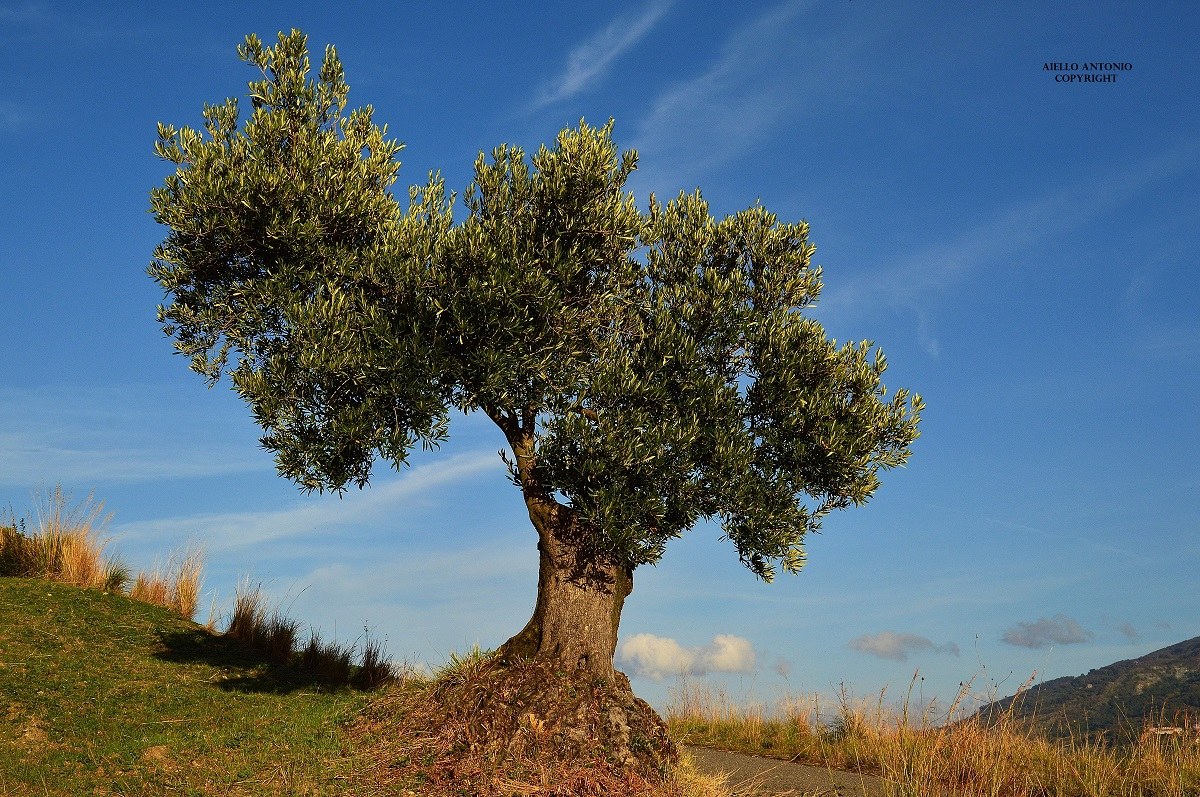 olive tree: the savuto Valley