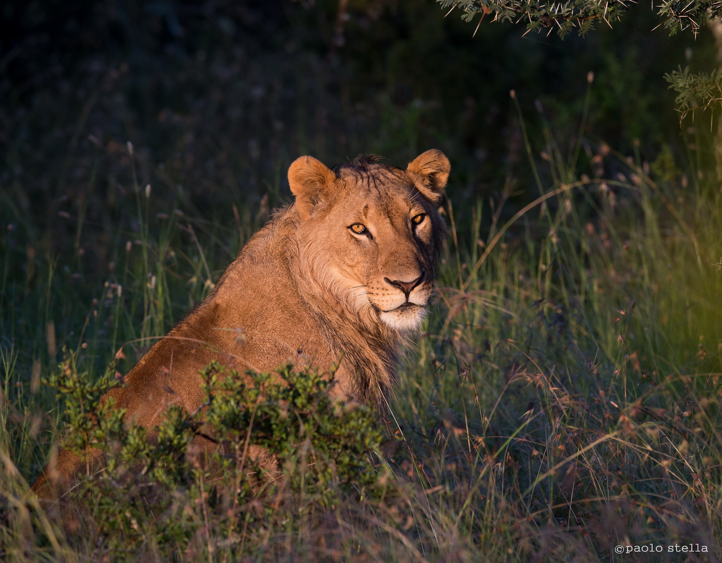 gaze of the young male