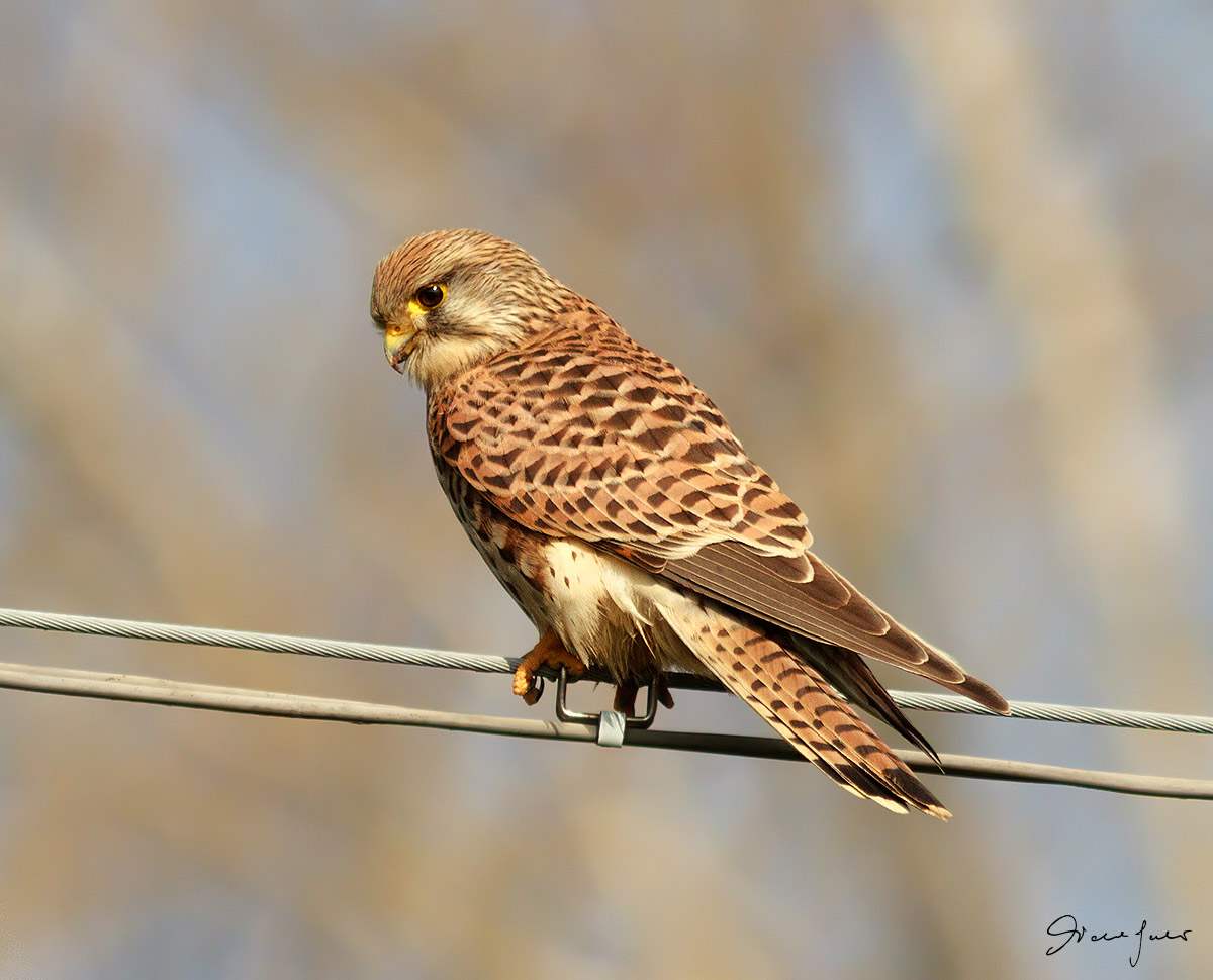 Kestrel