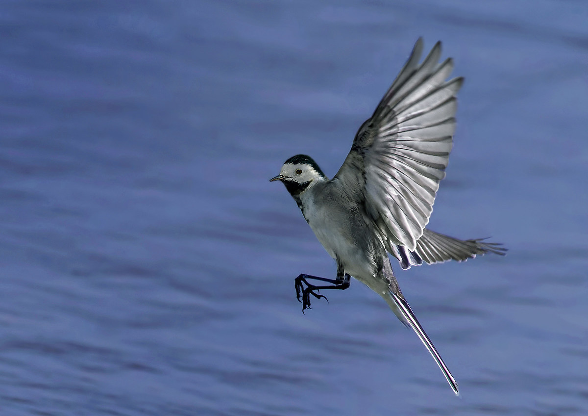 white wagtail
