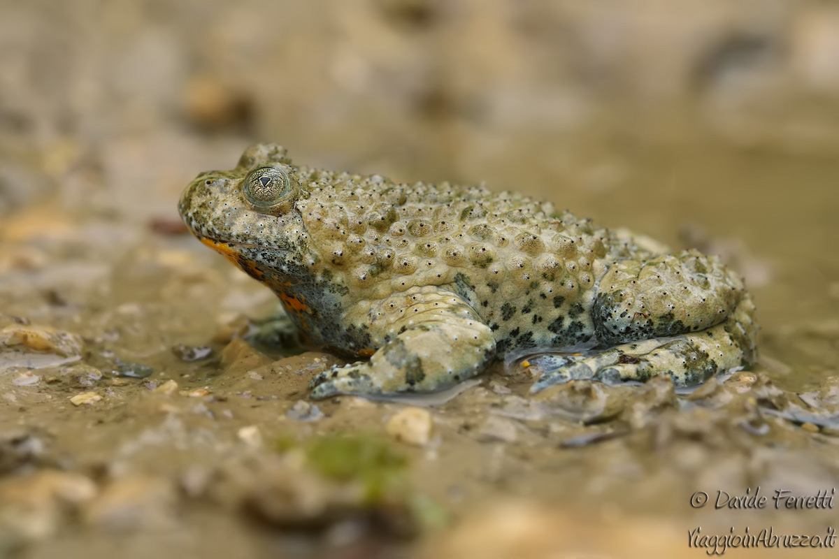 Yellow-bellied toad (Yellow? Bellied Toad)