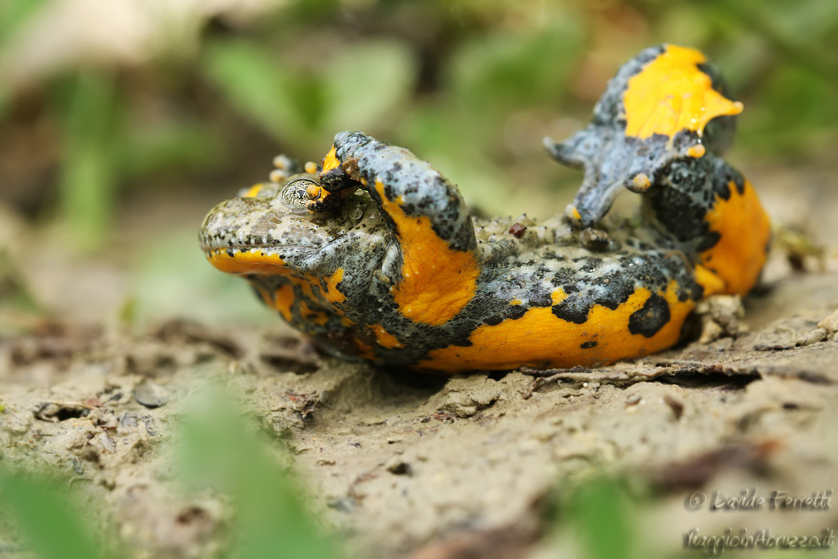 I do not want to watch !! (Yellow? Bellied Toad)