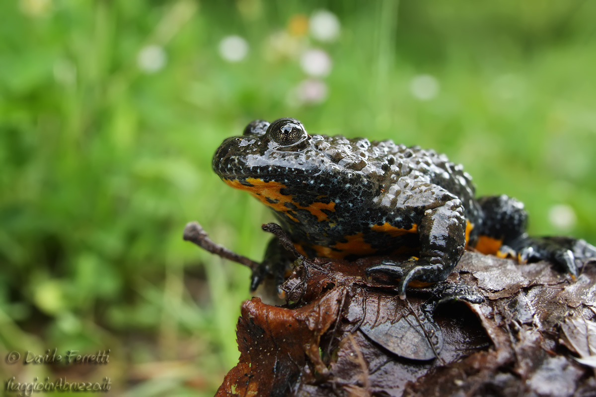 Yellow-bellied toad (Yellow? Bellied Toad)