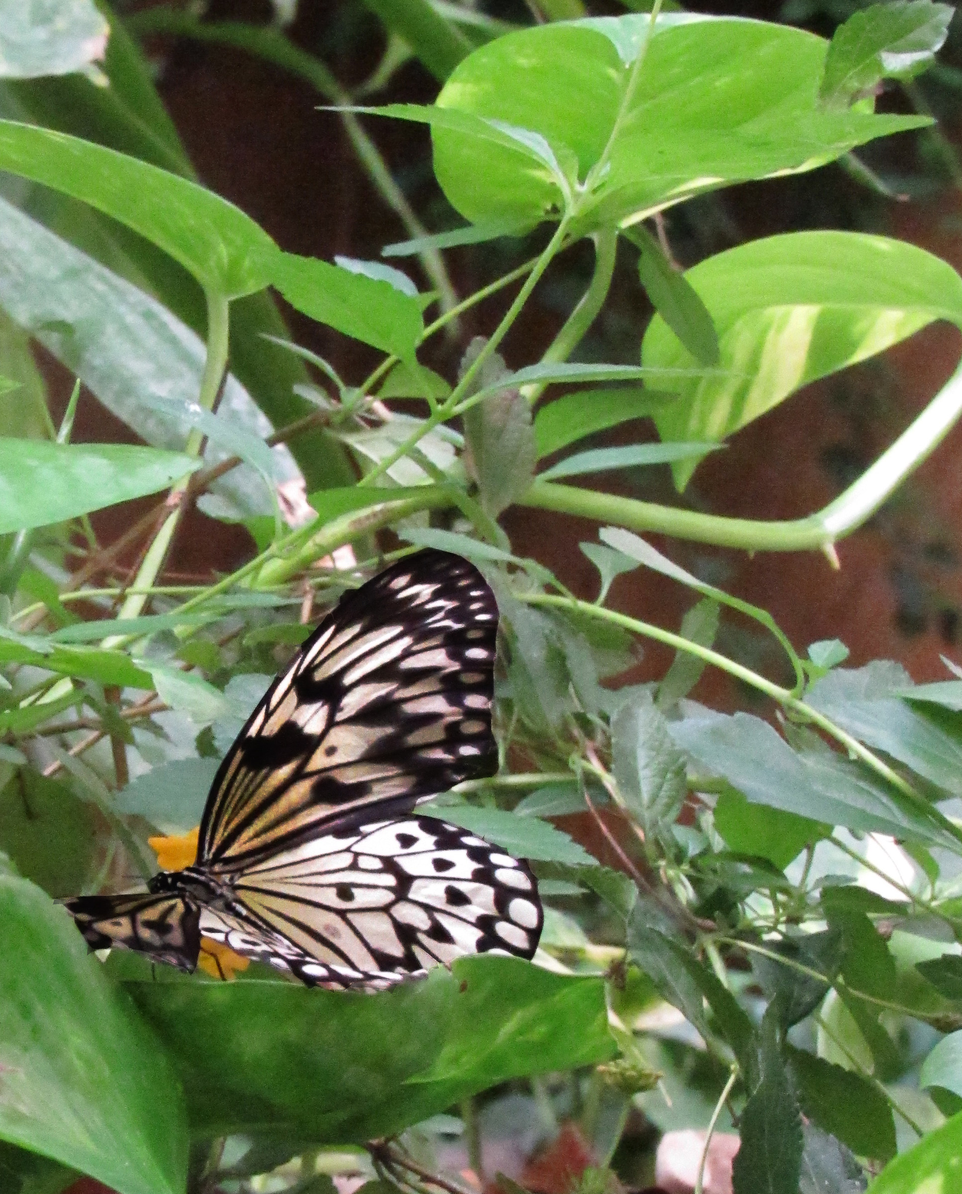 butterfly in the green