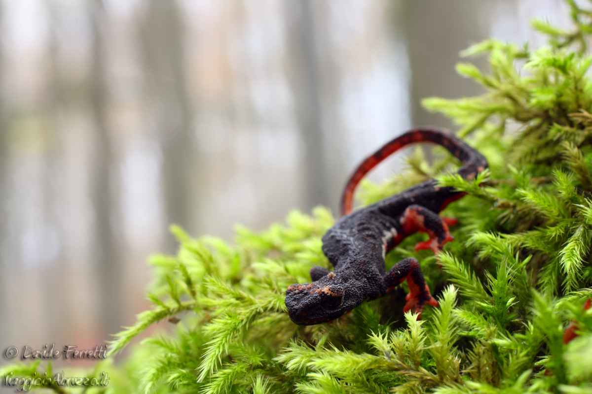 The salamander and the beechwood