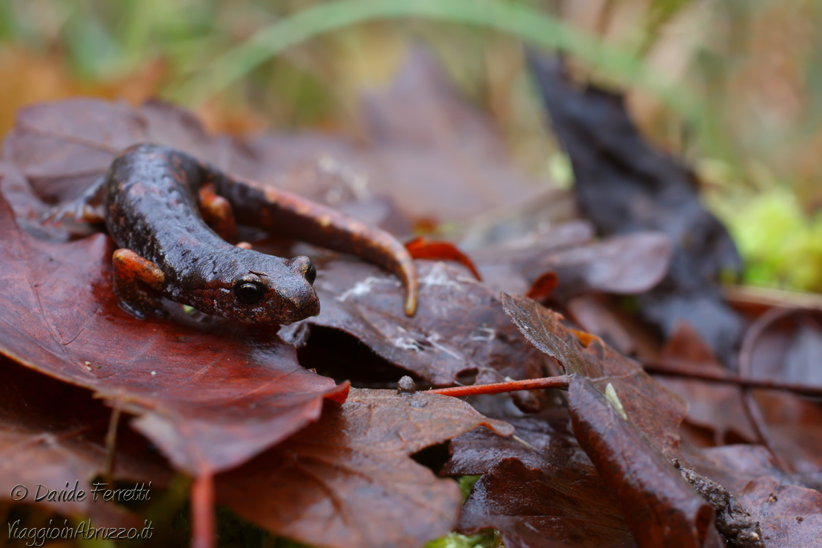 Geotritone among leaves