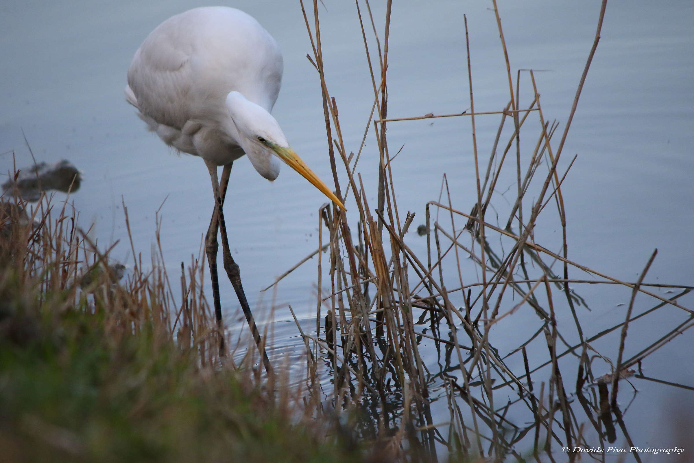 Great Egret hunting (Egretta alba)