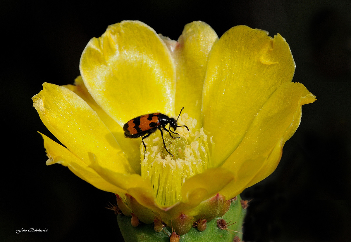 Pasteggiando sul fico d'India..