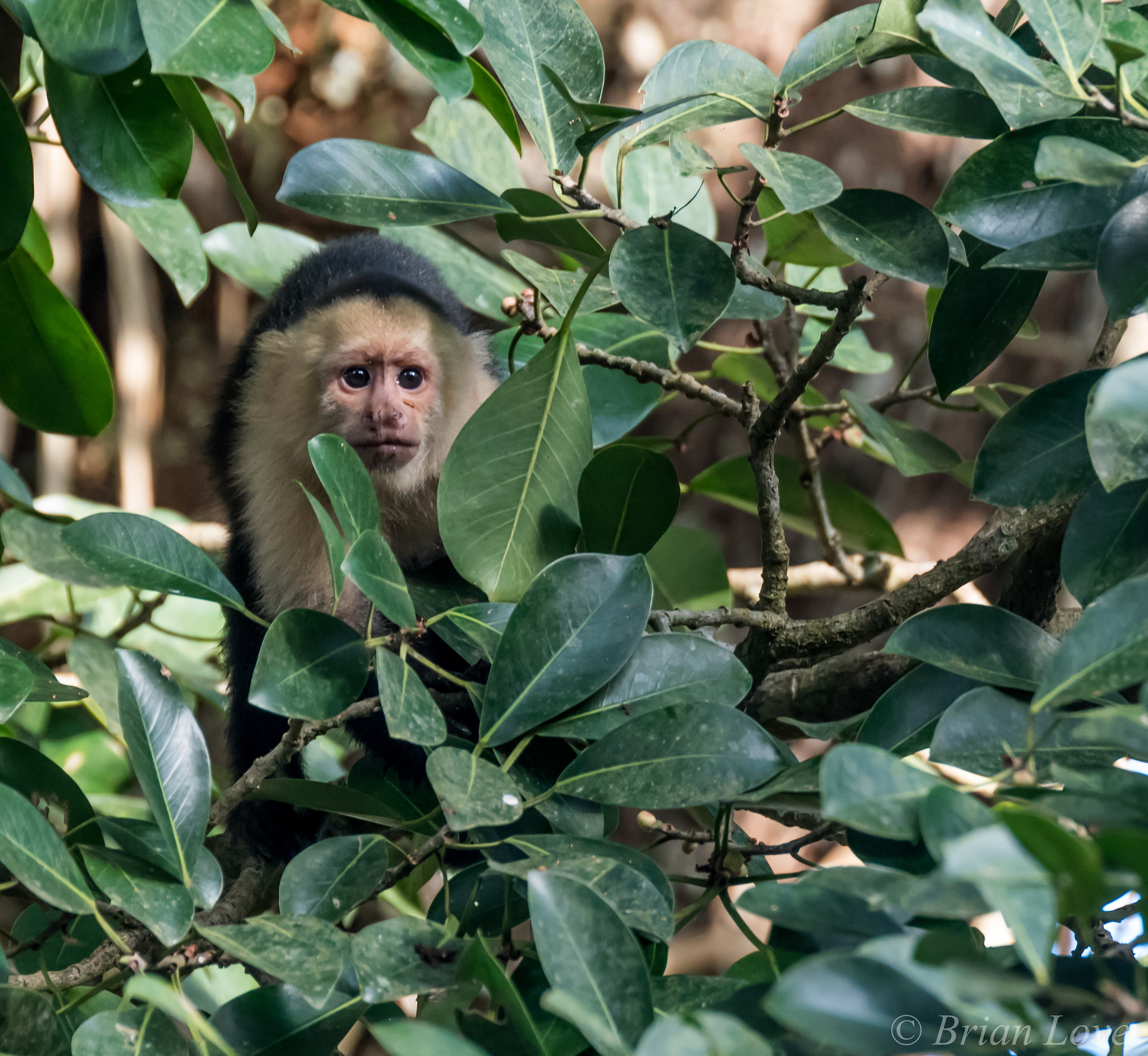 Battle Scars - White-faced Capucin