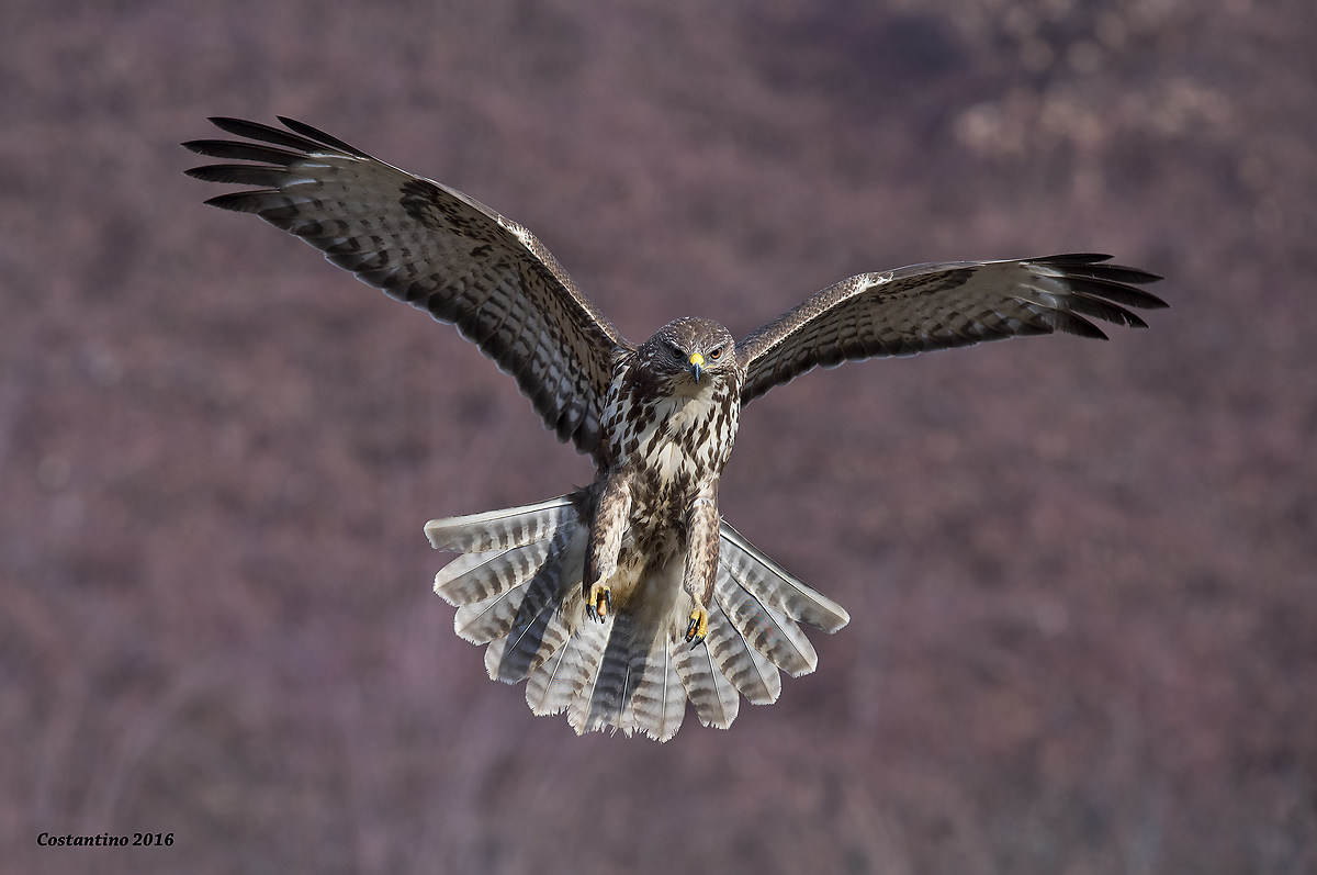 Buzzard (Buteo buteo)