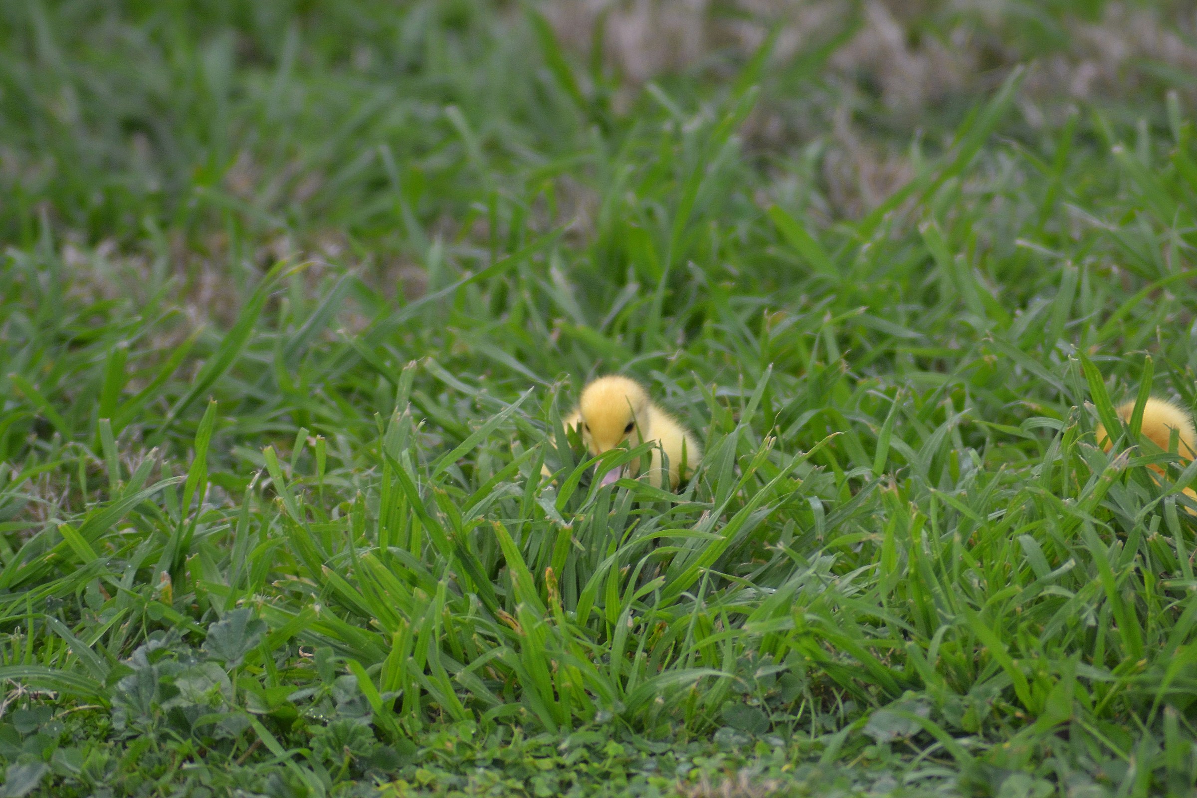 Anatroccolo gioca a nascondino