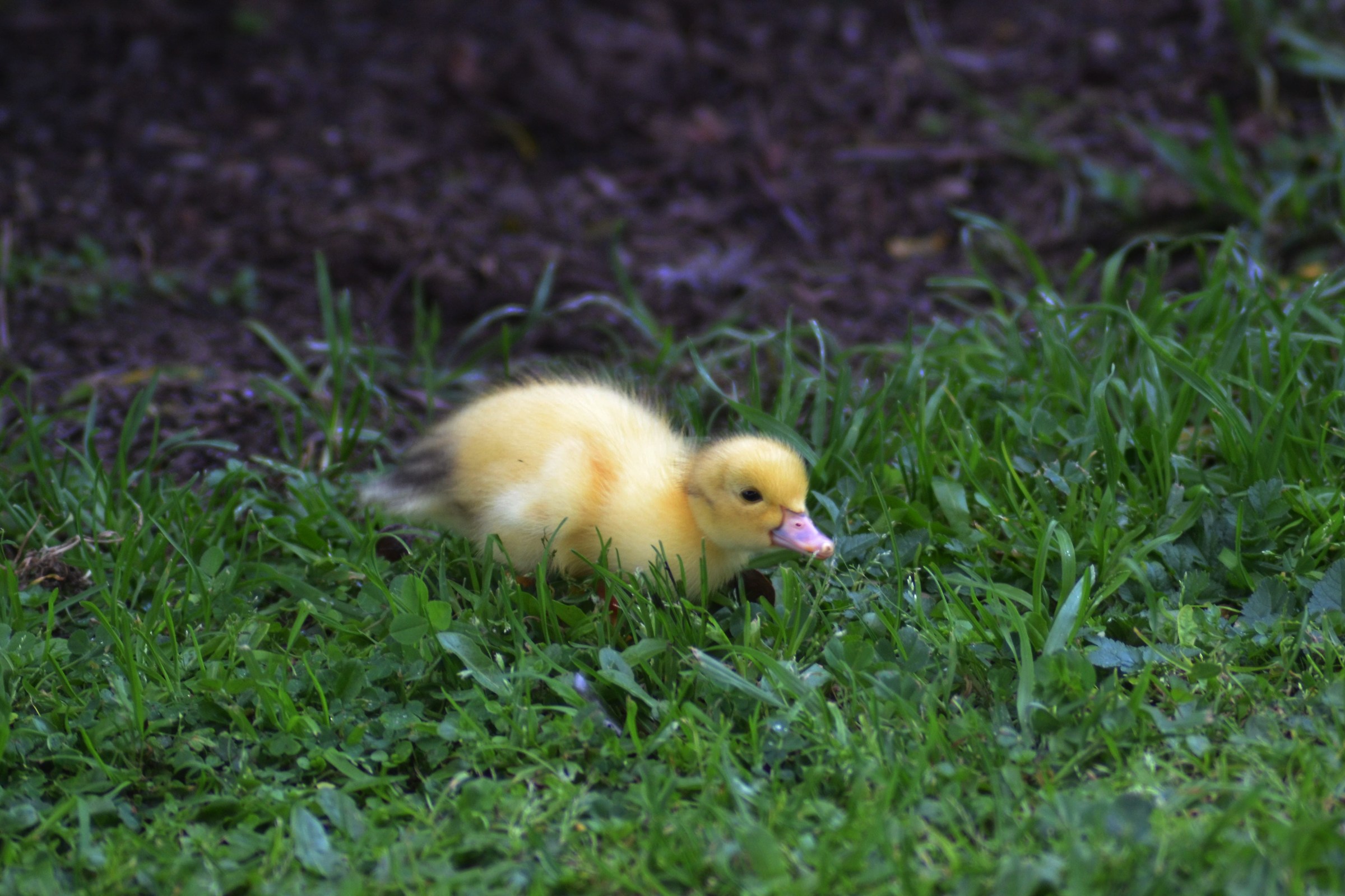 Anatroccolo nell'erba