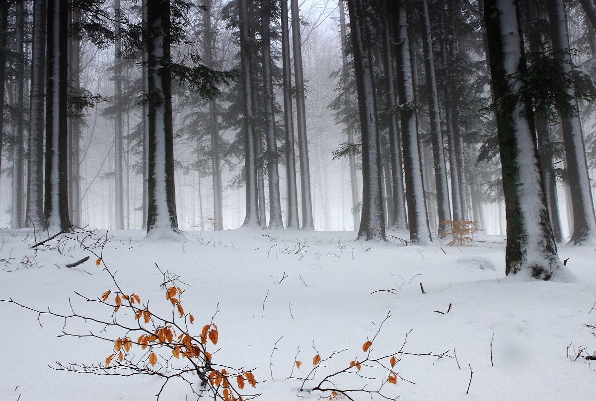 The silence of the forest