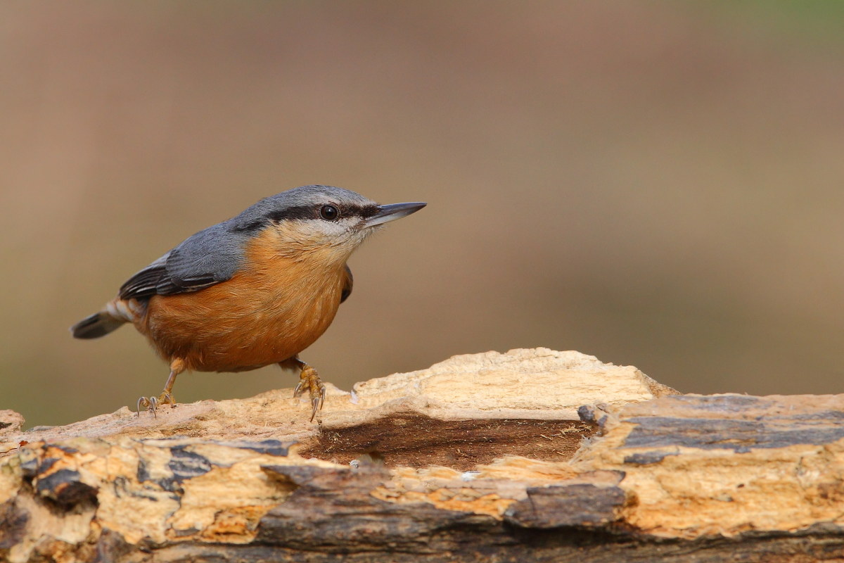 nuthatch