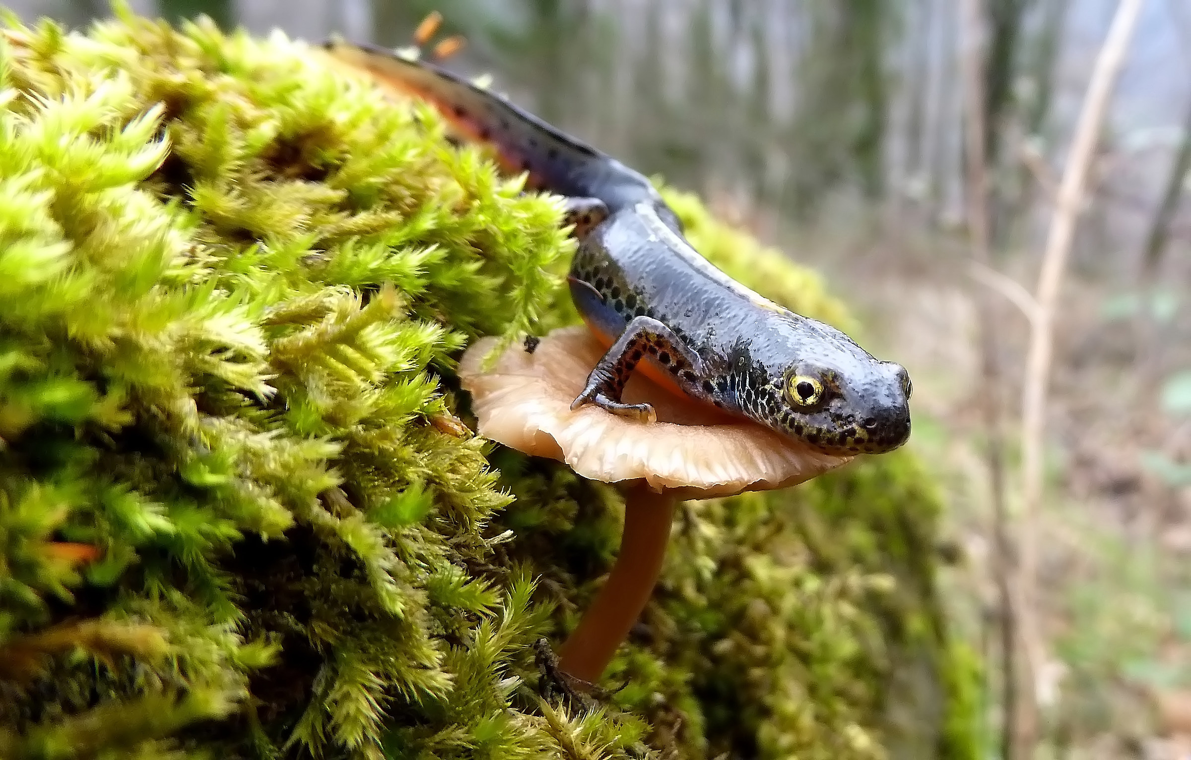 Alpine Newt apuanus