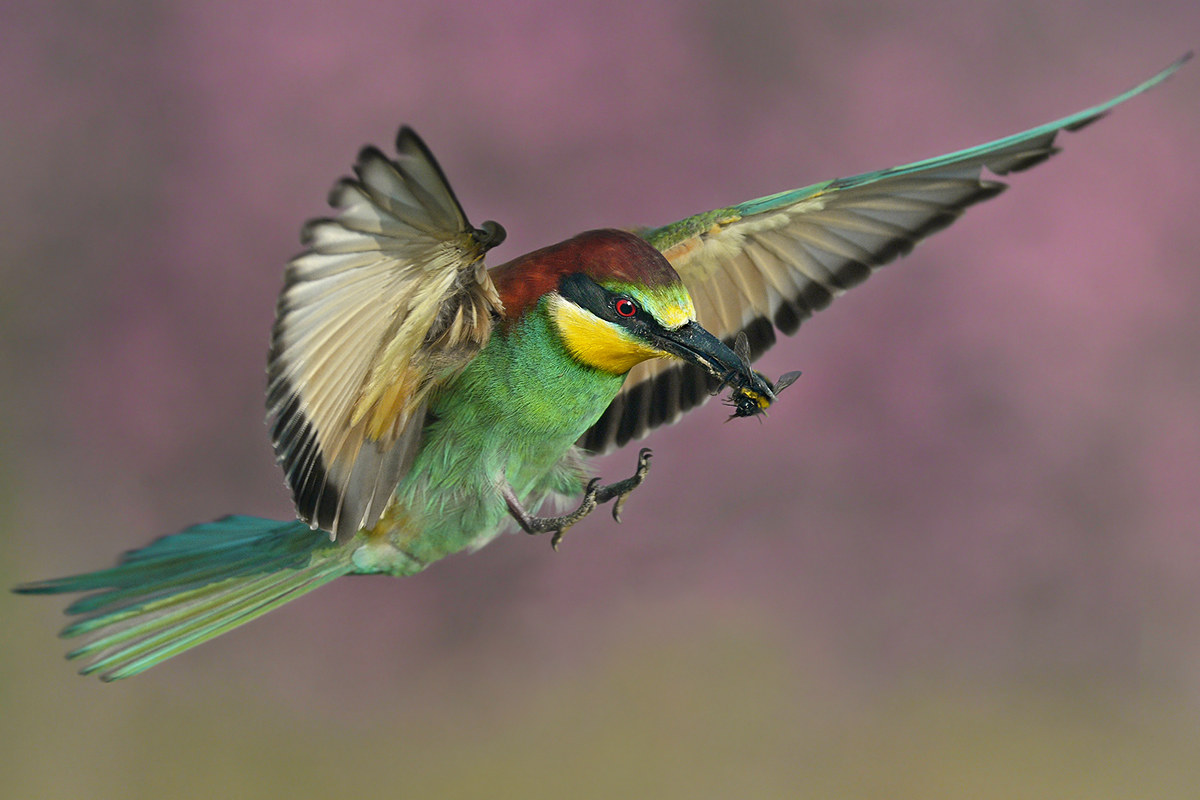 Gruccione in arrivo con insetto.