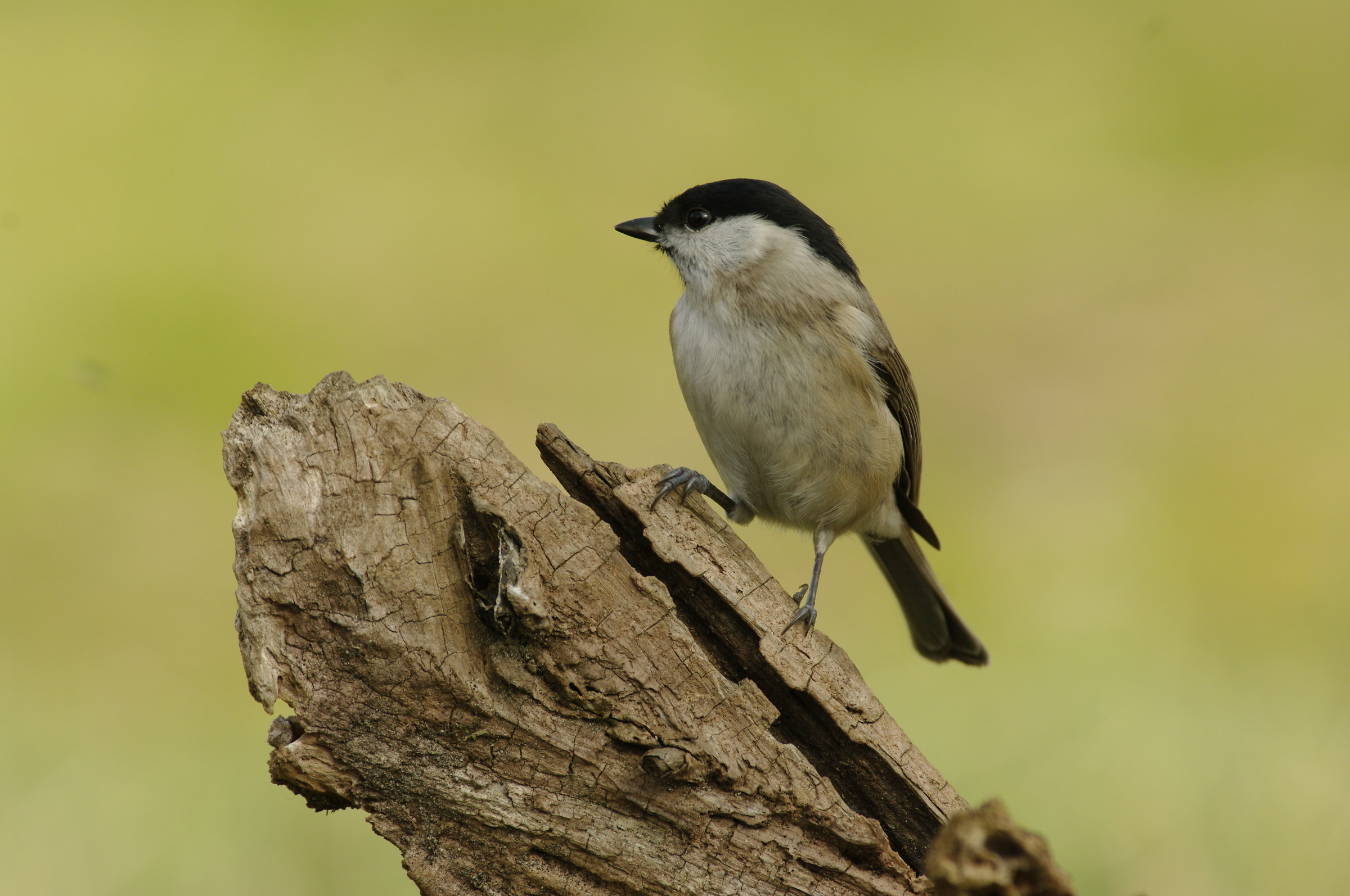 Cincia bigia (Parus palustris)