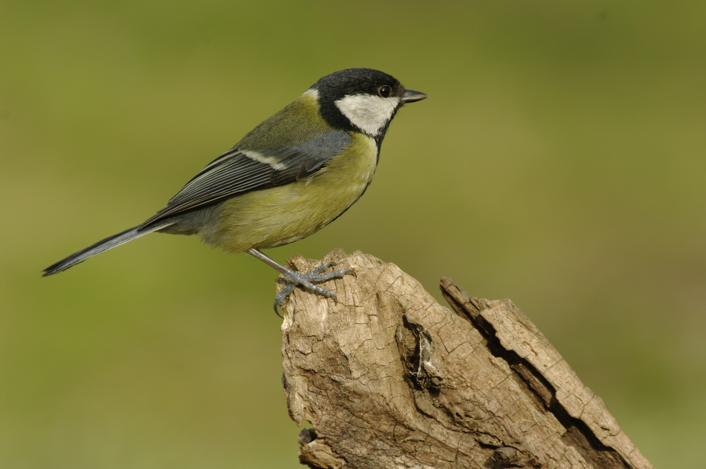Cinciallegra (Parus major)