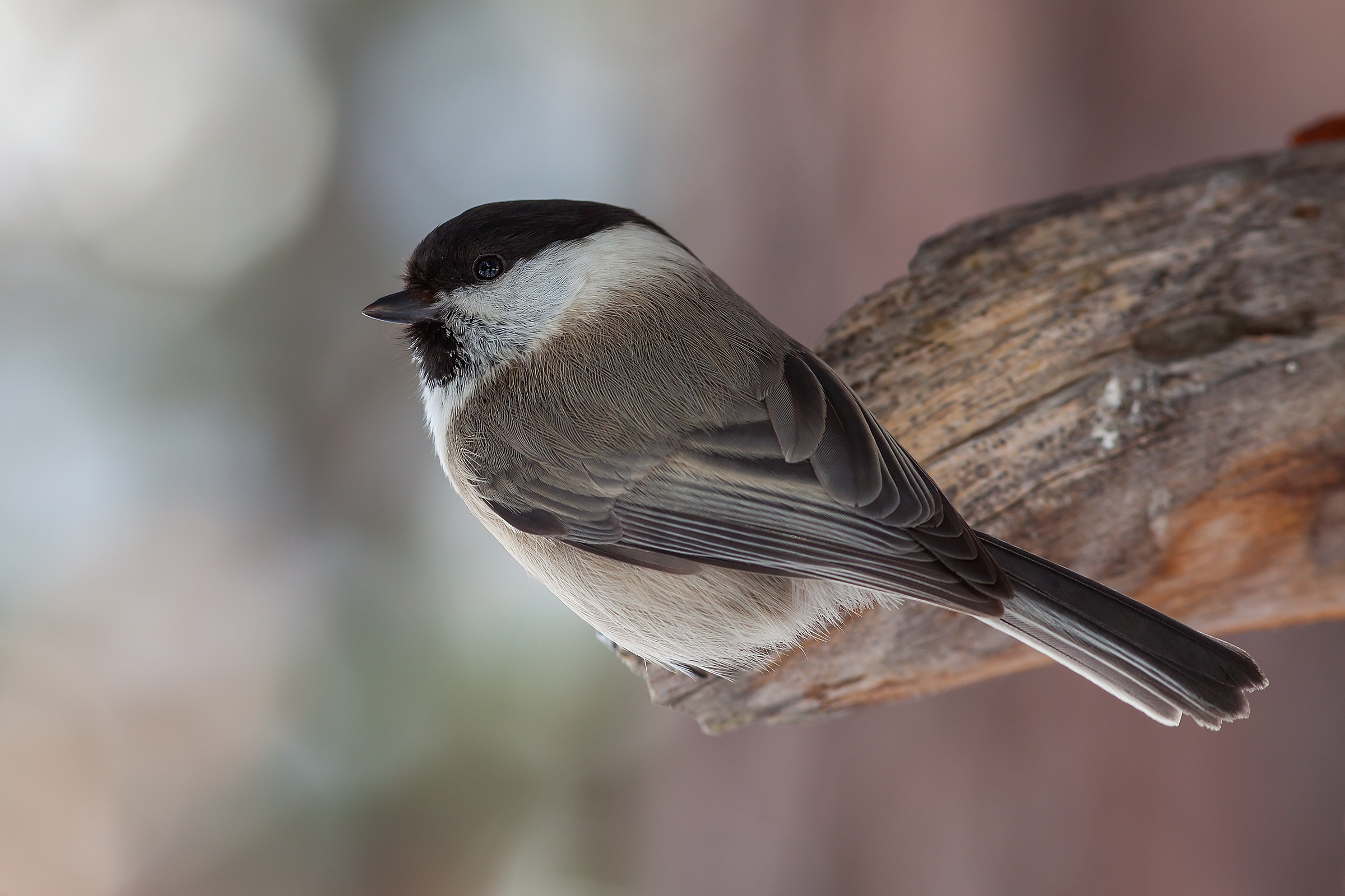 Cincia bigia (Parus palustris)