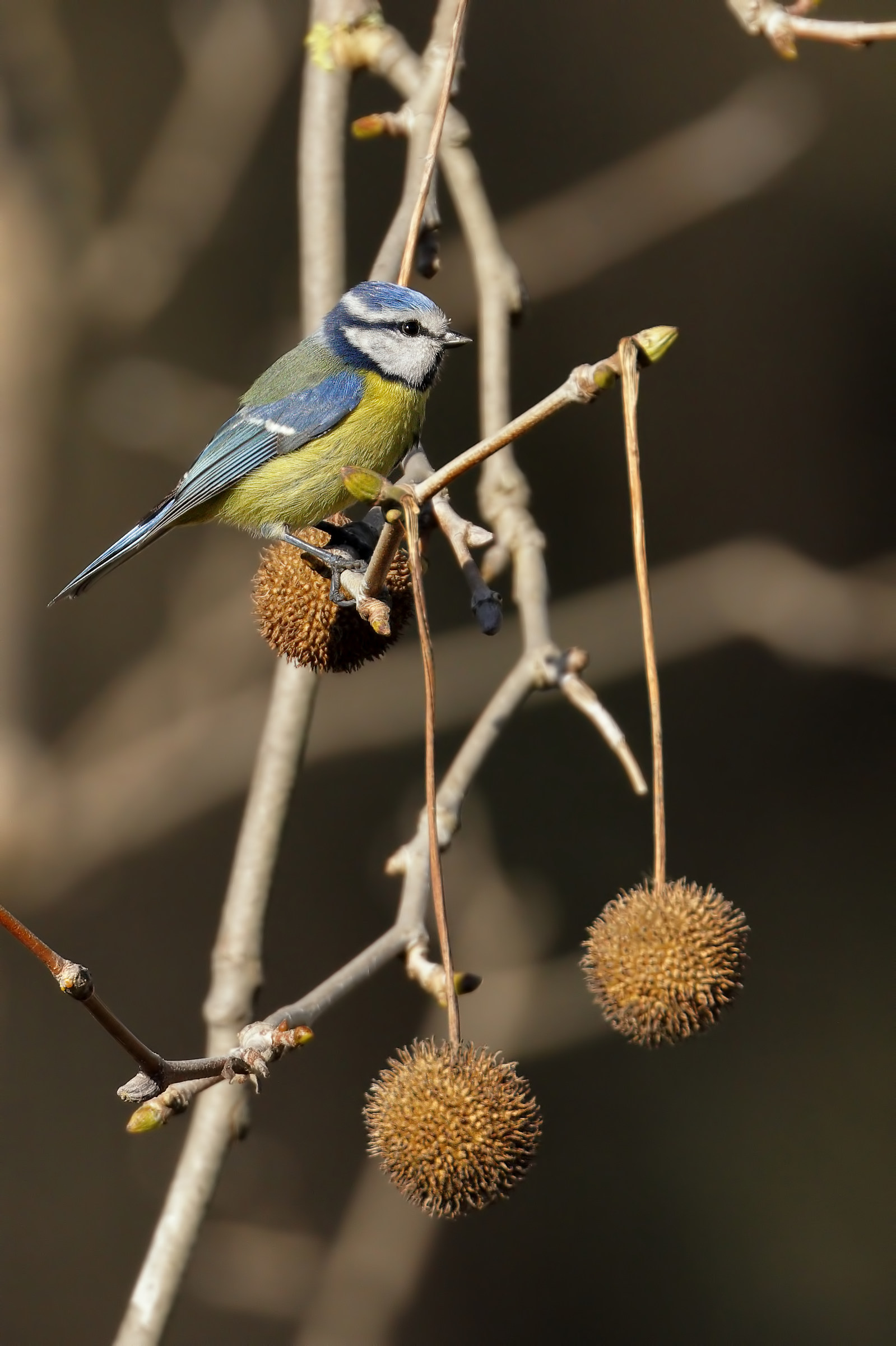 "uccellino con palline"