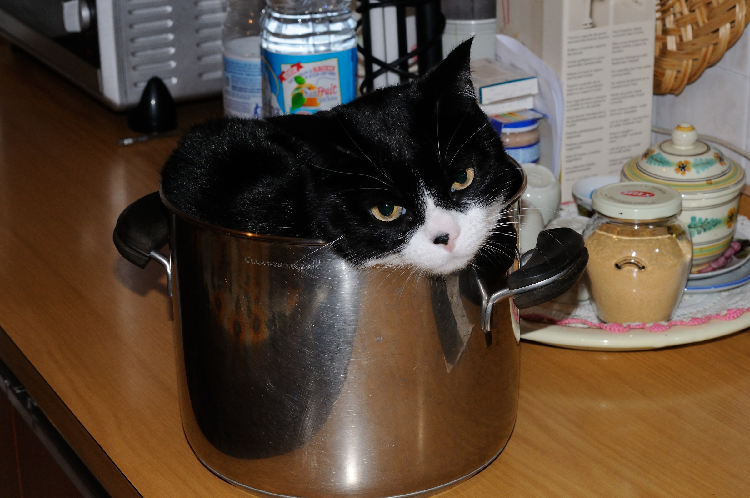 gatta ci cova meglio ci cuoce