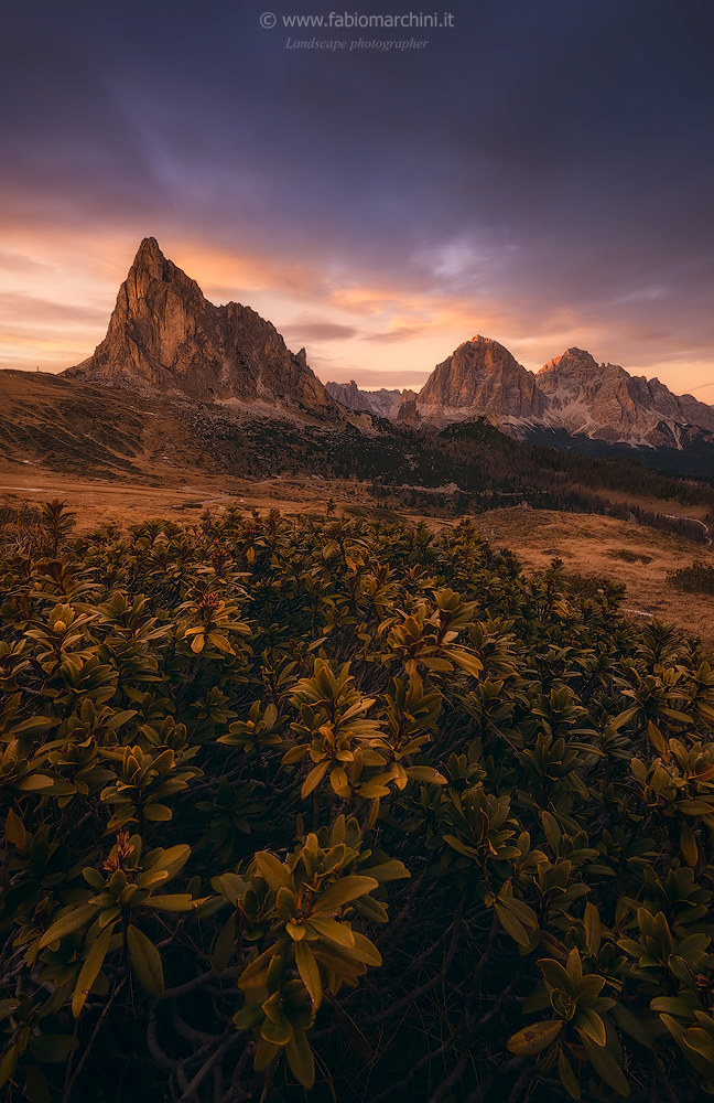Primordial Dolomites