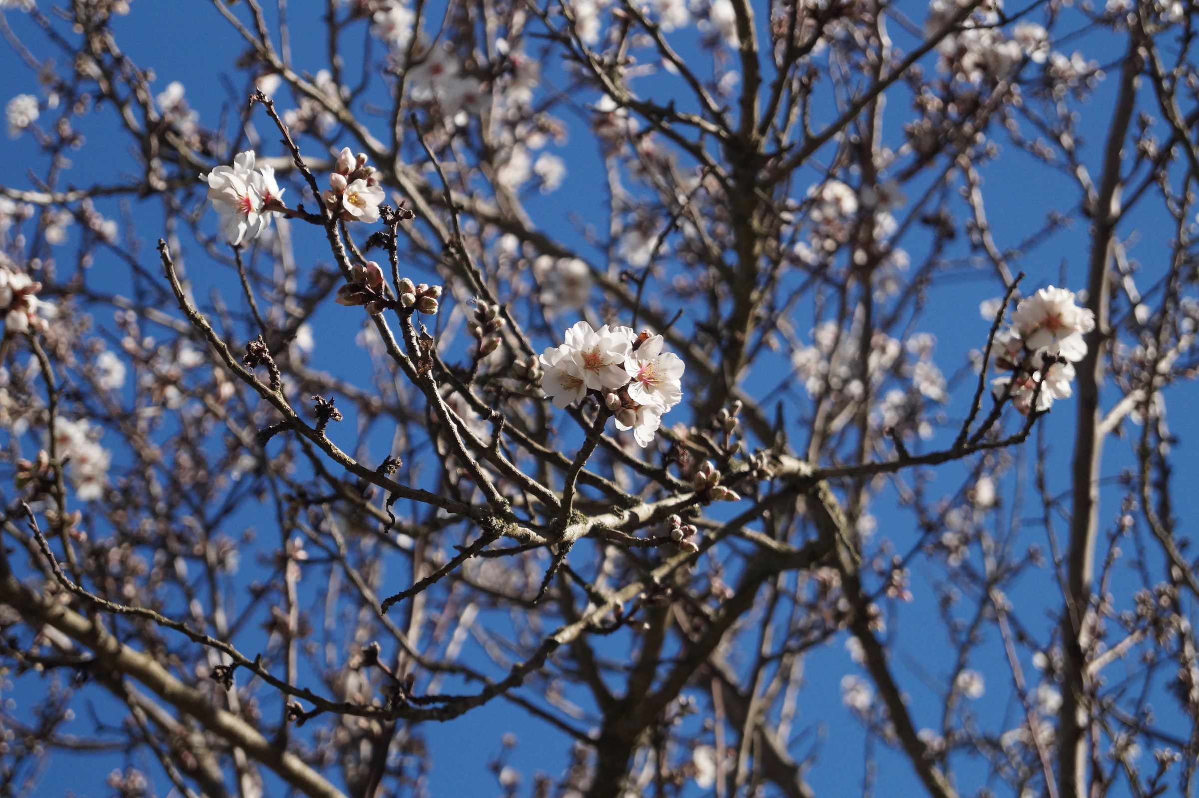 flowering almond tree