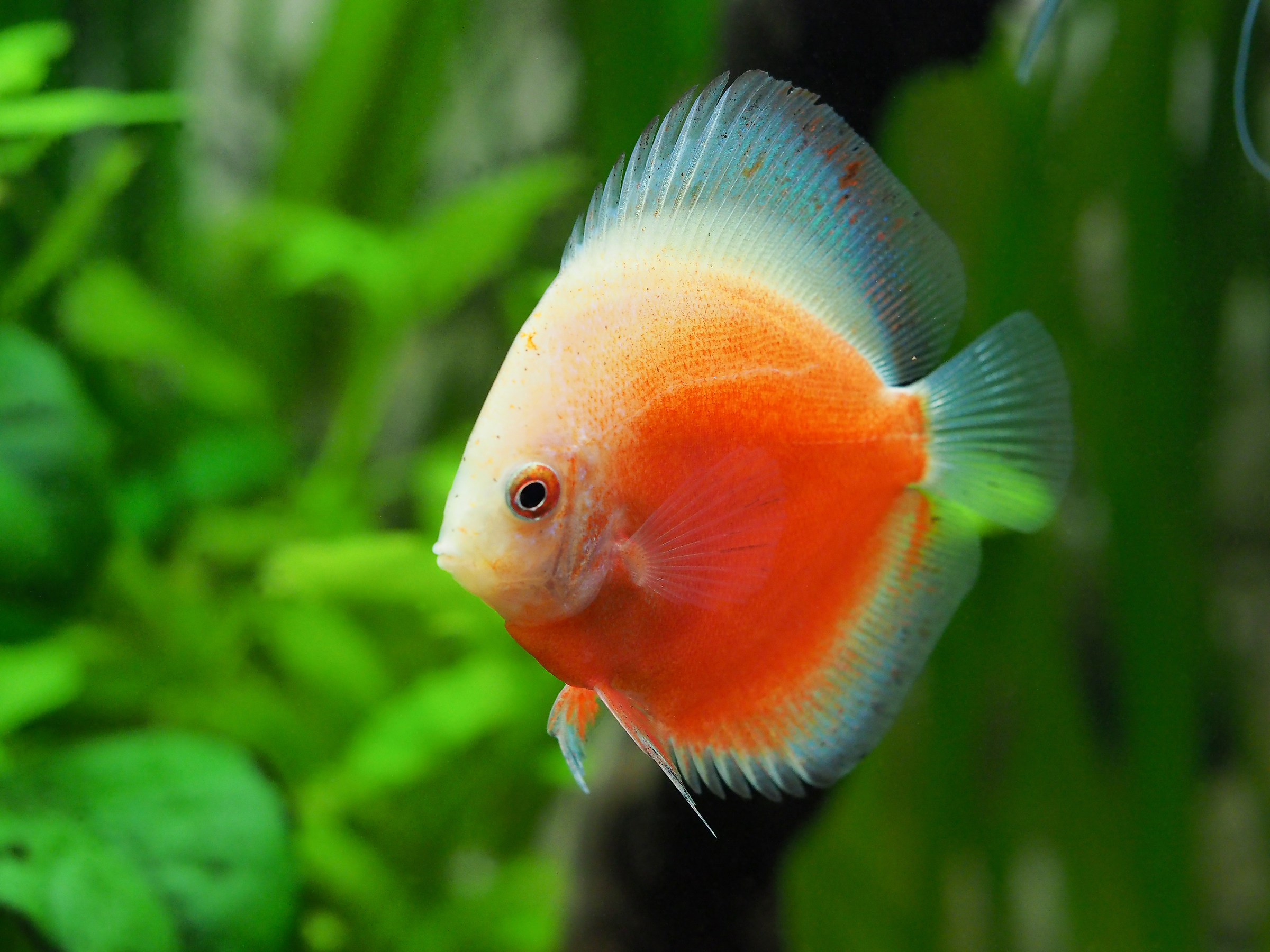 Discus