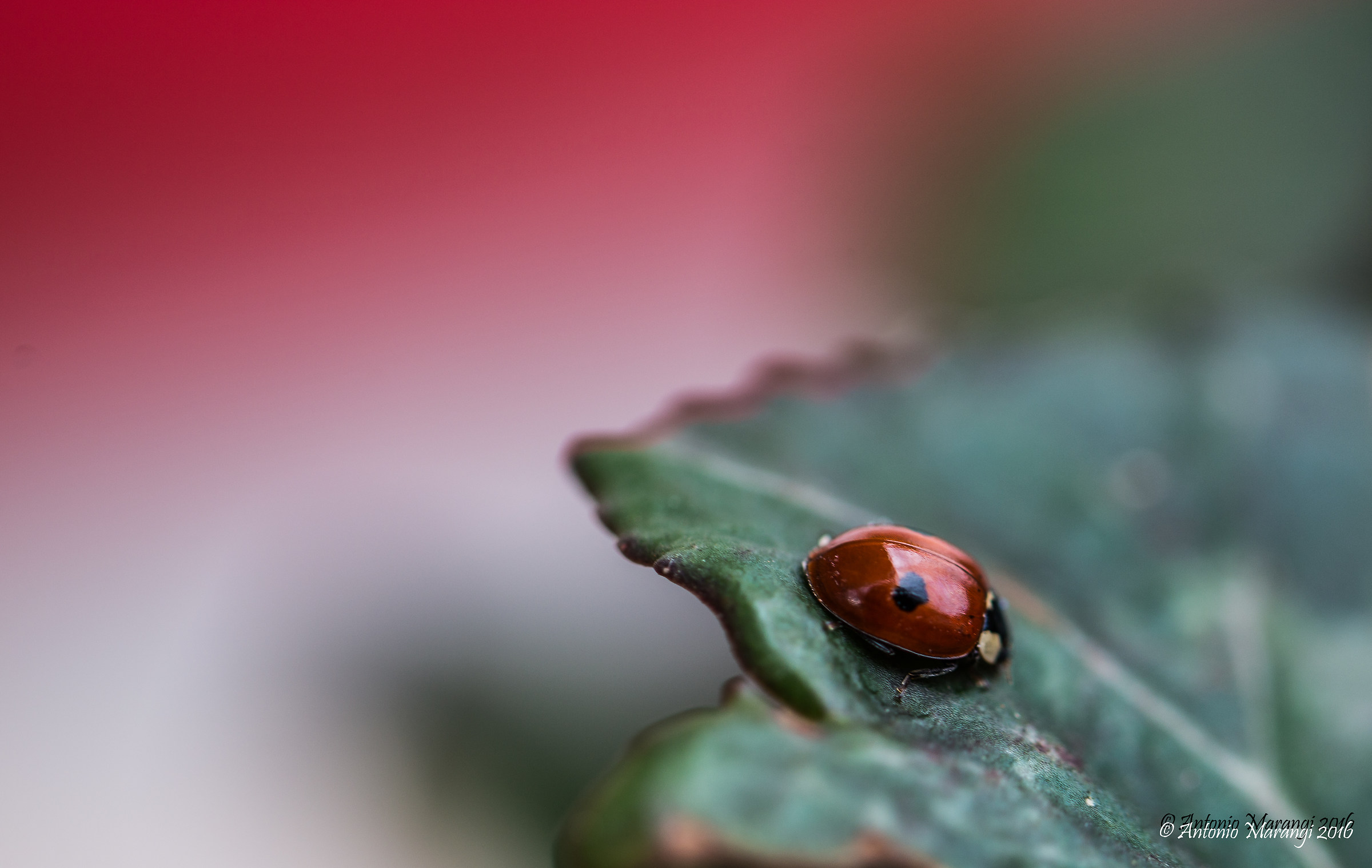 strange ladybird