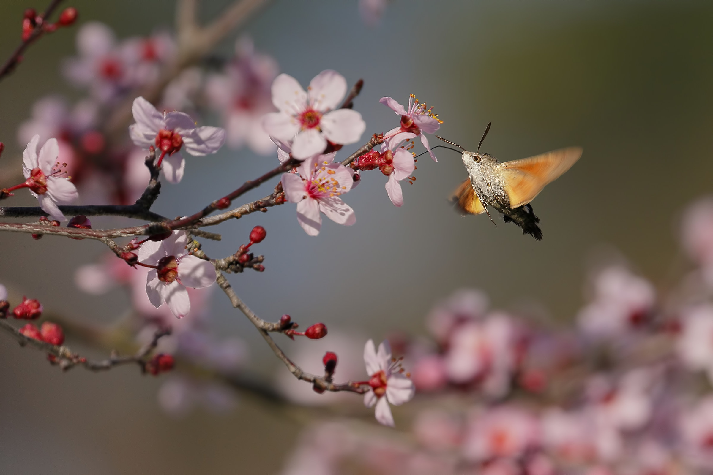 hummingbird hawk-moth