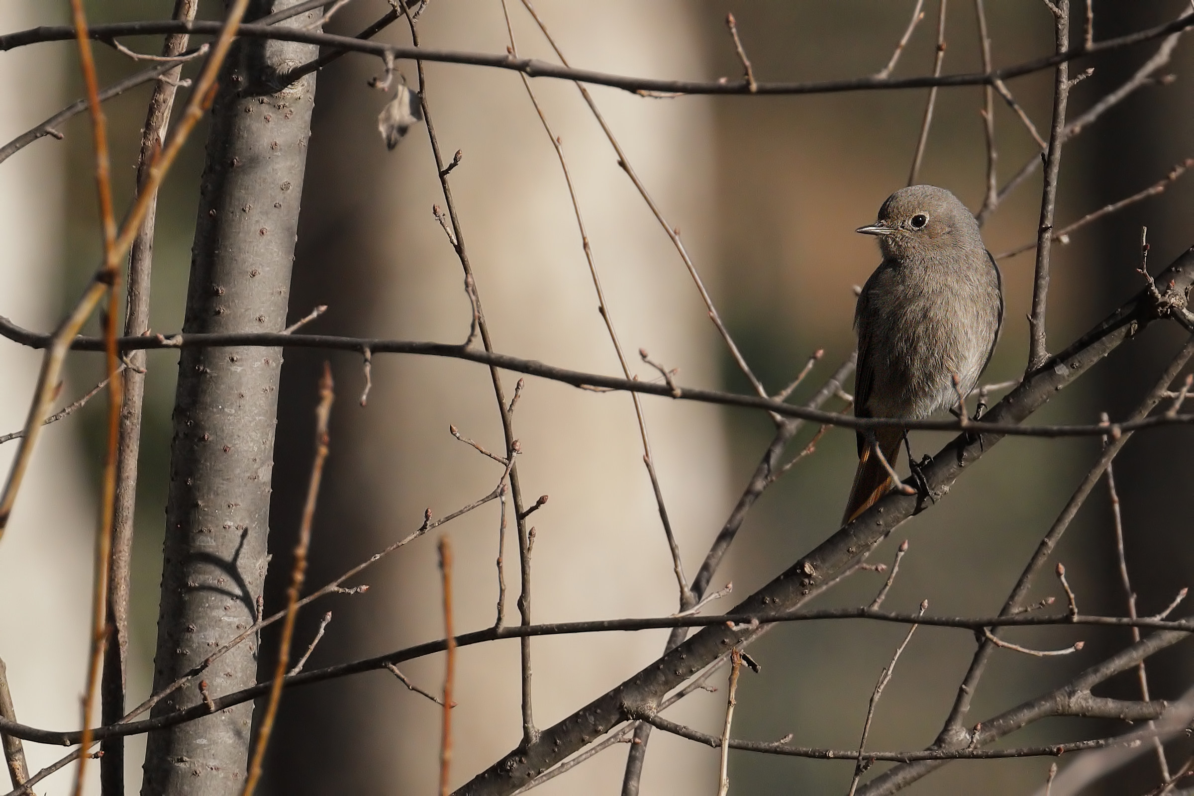 Codirosso Spazzacamino