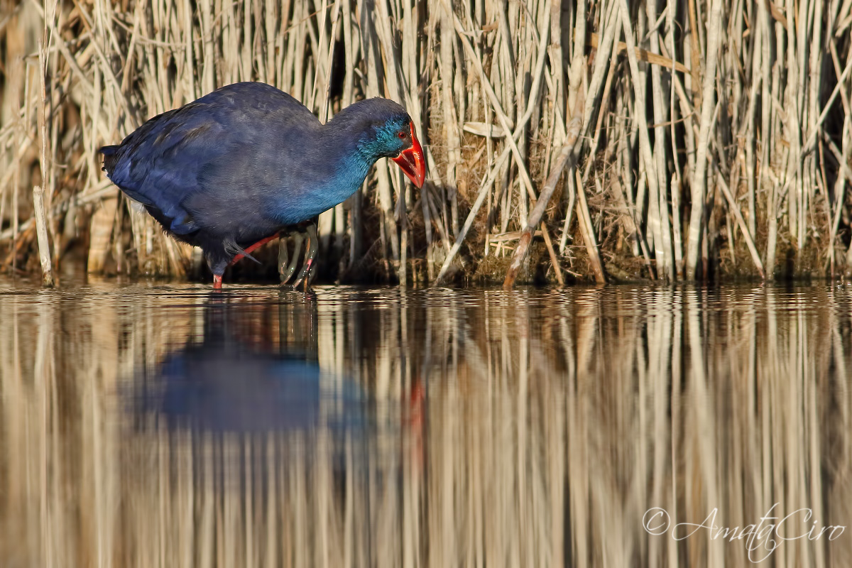 gallinule